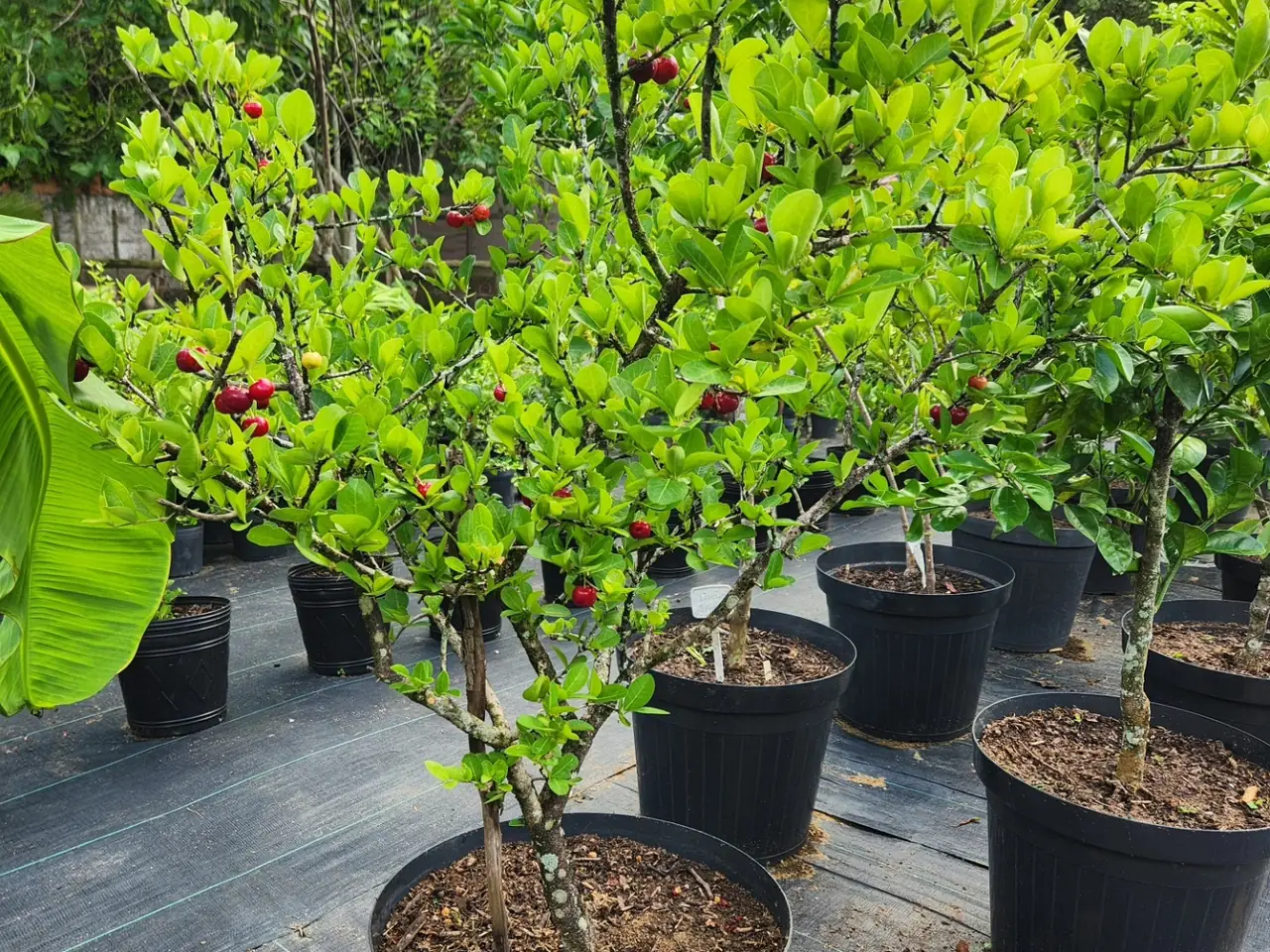 Pé de acerola carregado de frutos vermelhos em vaso