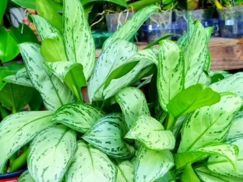 Aglaonema de folhas salpicadas de branco
