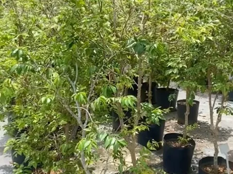 Área de árvores frutíferas do viveiro, com mudas em vasos pretos