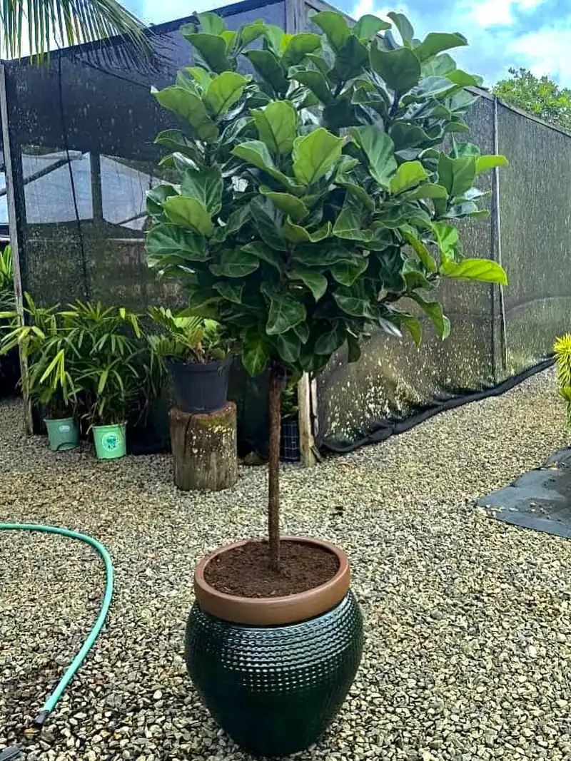 Árvore de copa formada em vaso, pronta para plantio
