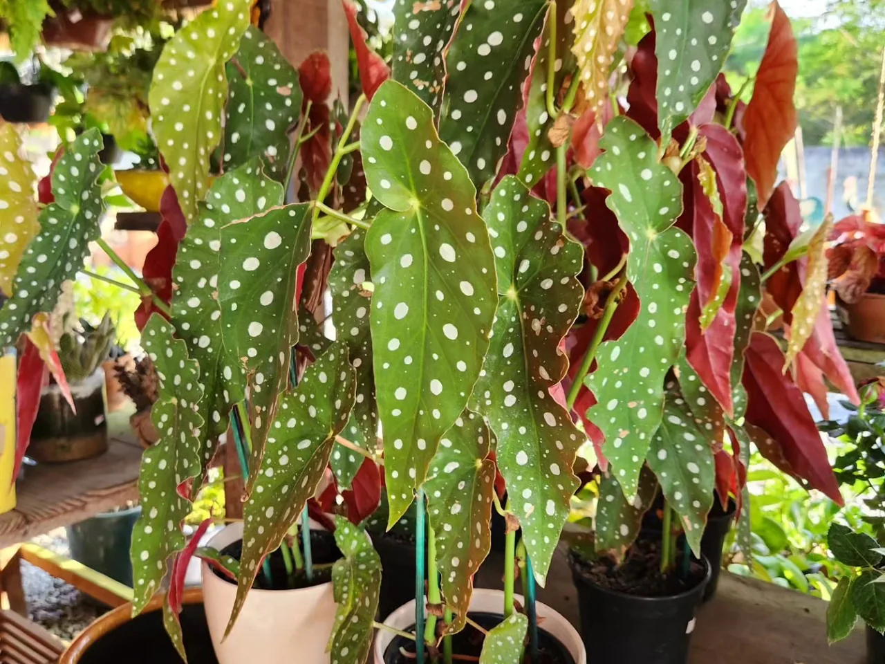 Begônia maculata de folhas pintadas de branco