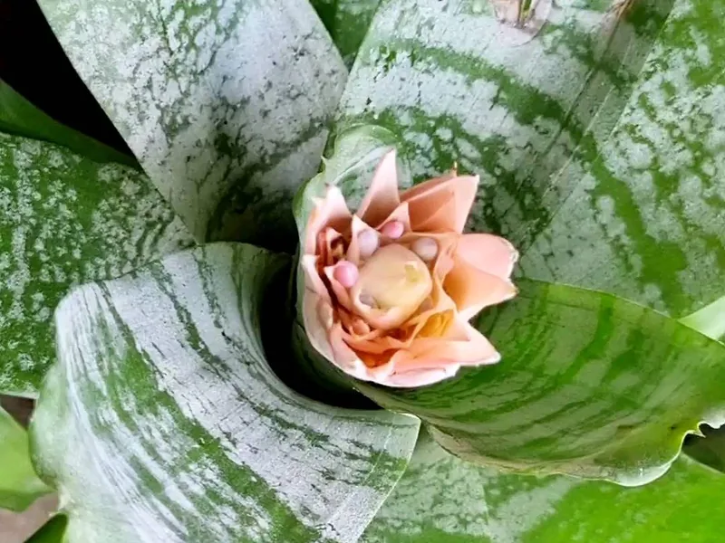 Bromélia de folhas listradas com flor rosa no centro