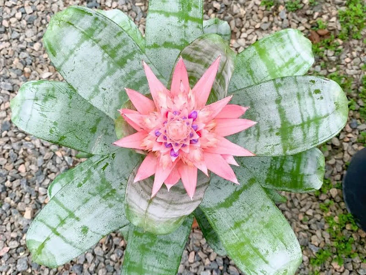 Bromélia de folhas verdes claras com flor rosada no centro