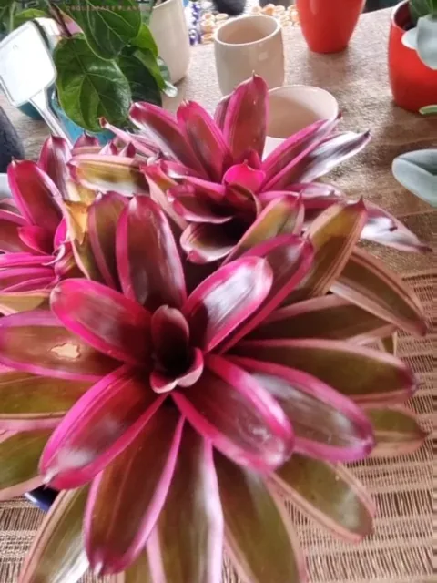 Bromélia de miolo vermelho intenso