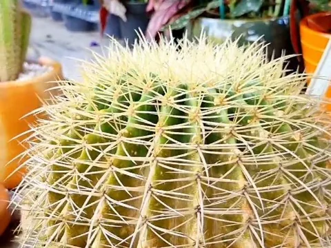 Cacto redondo de espinhos dourados em close, no viveiro