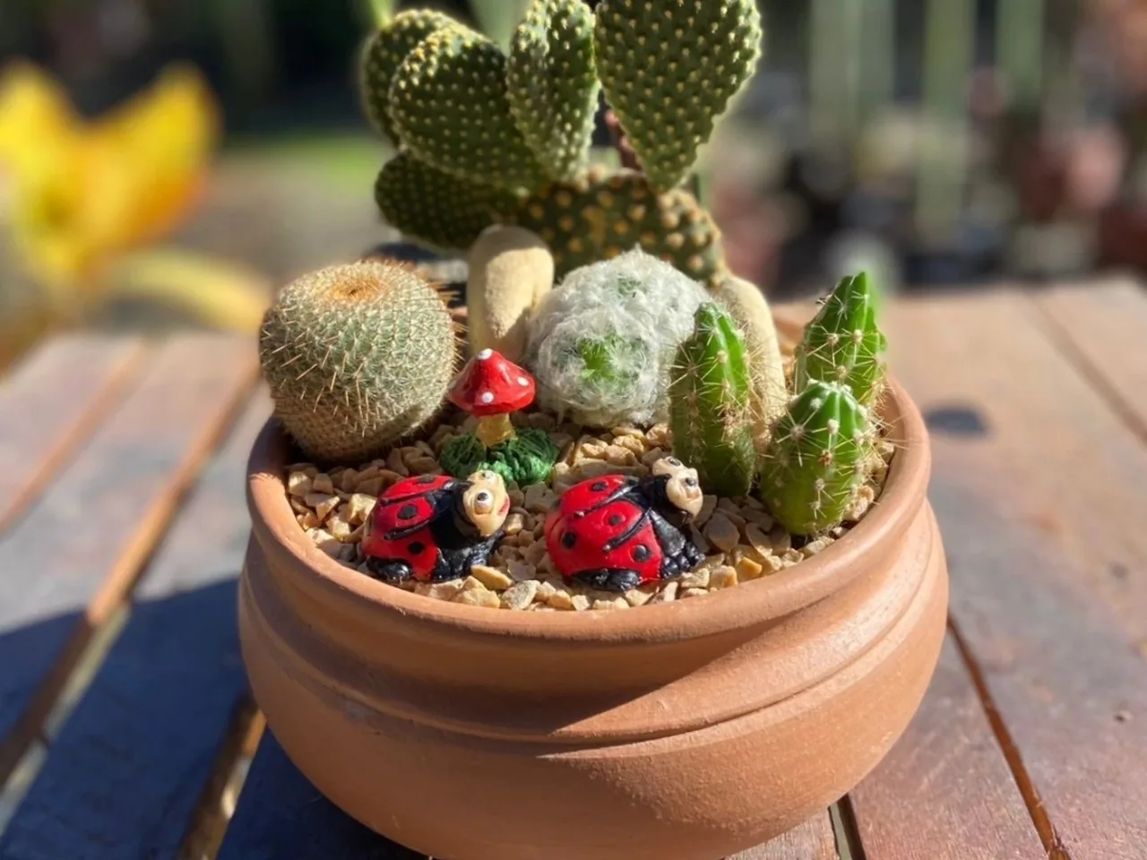 Mini jardim de cactos e suculentas em vaso de barro