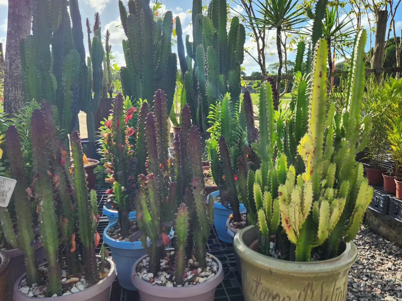 Cactos colunares altos em vasos no viveiro