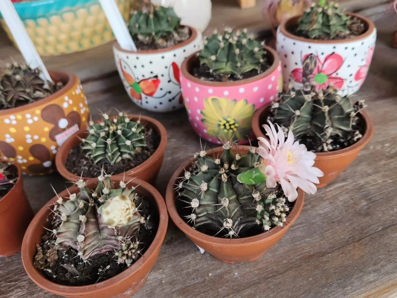 Cactos pequenos em vasinhos de cerâmica pintados, um deles com flor rosa