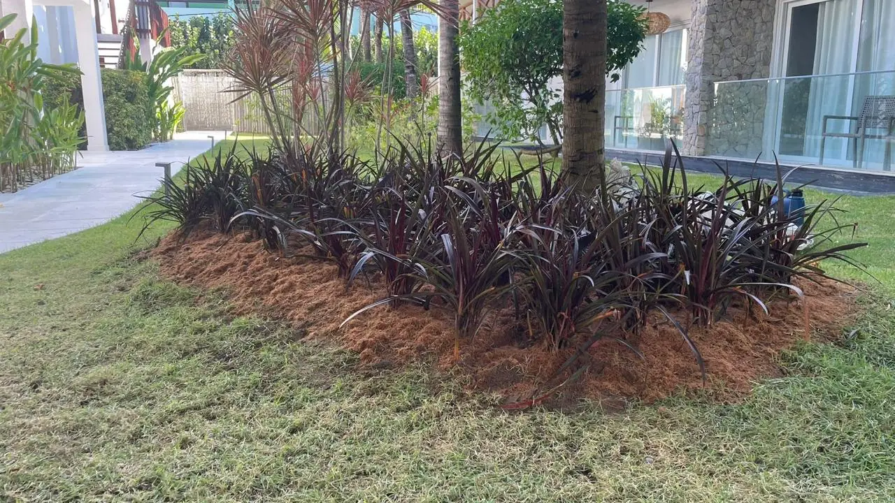 Canteiro replantado e coberto com casca, em manutenção pela Quati