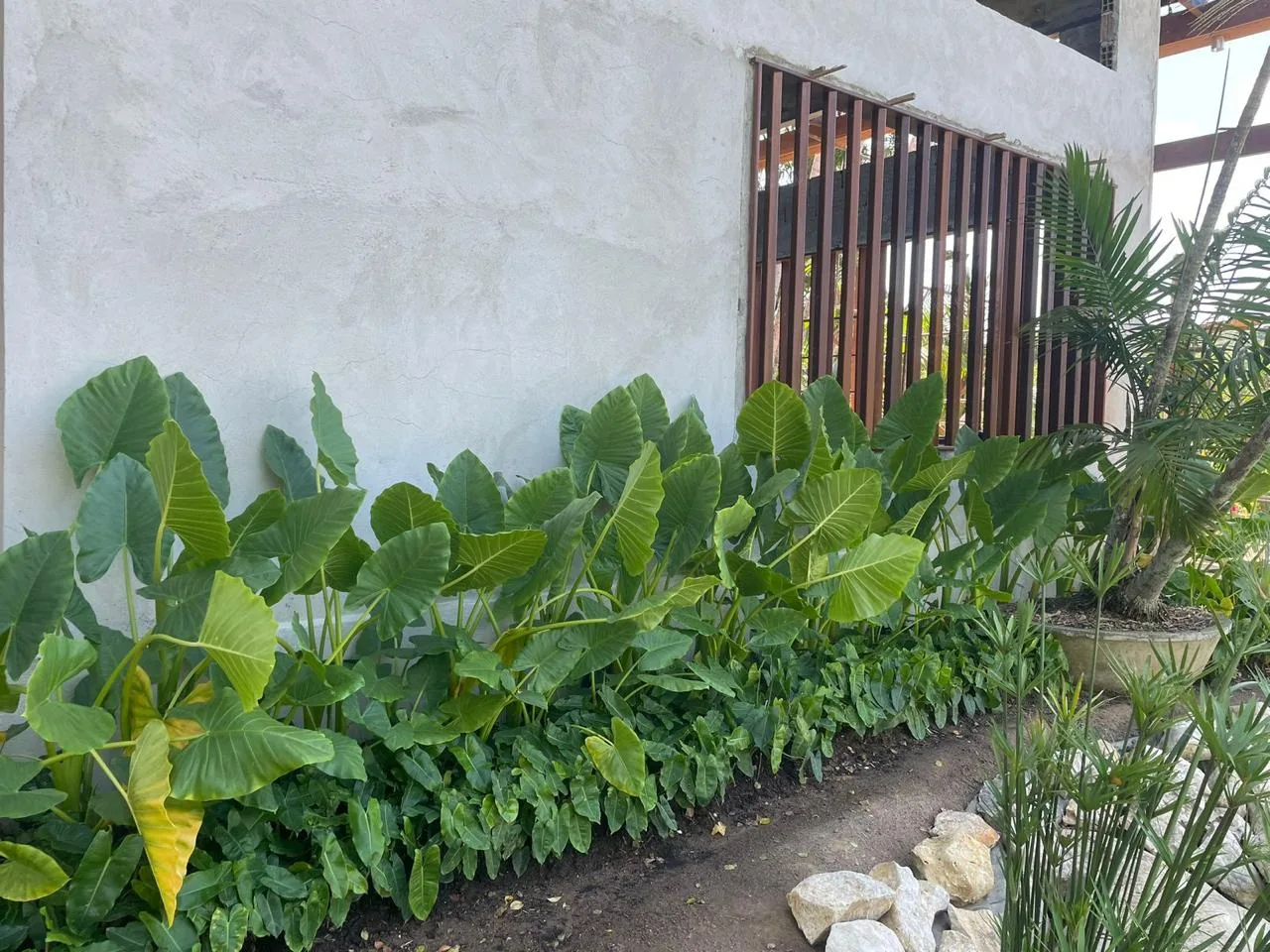 Faixa de folhagem plantada junto ao muro, formada e podada
