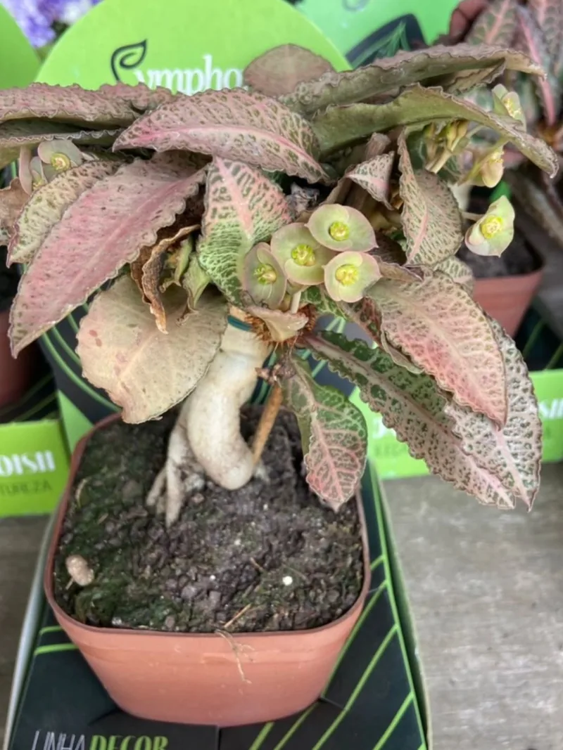 Dracena tricolor, folhagem colorida