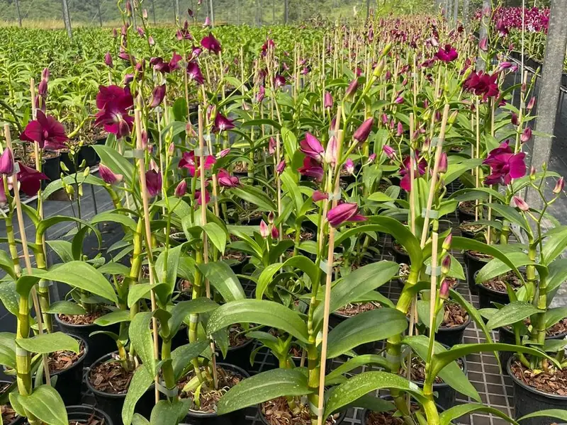 Estufa de produção própria da Quati, com Denphal em floração