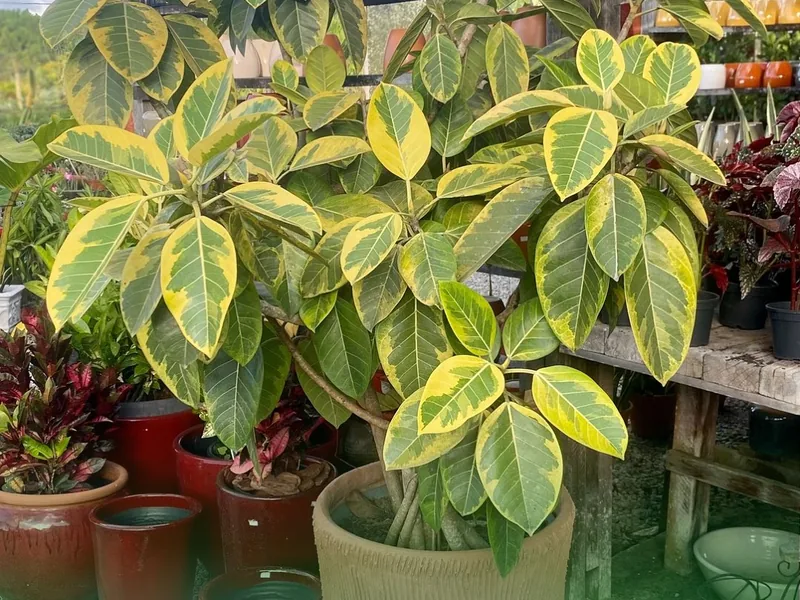 Ficus altíssima de folhas largas e variegadas