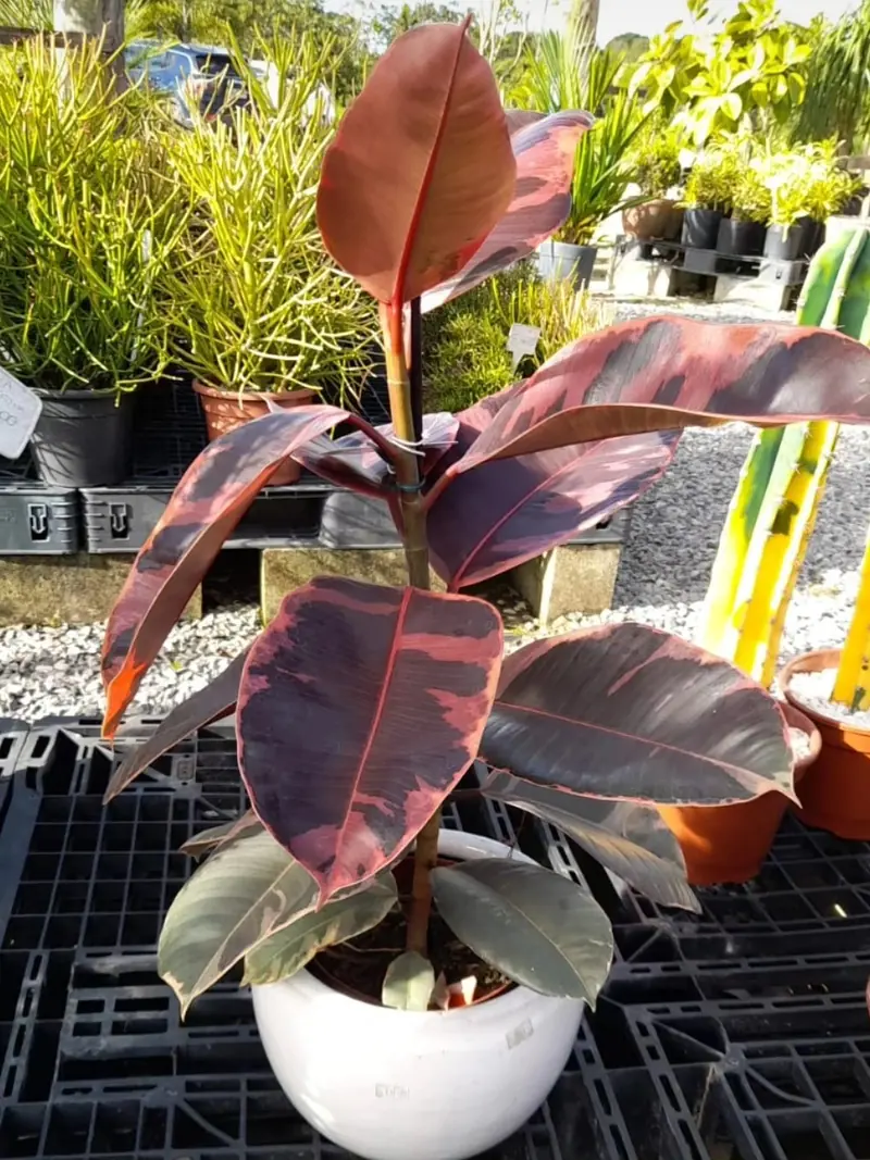 Ficus elástica Ruby de folhas em tom vinho