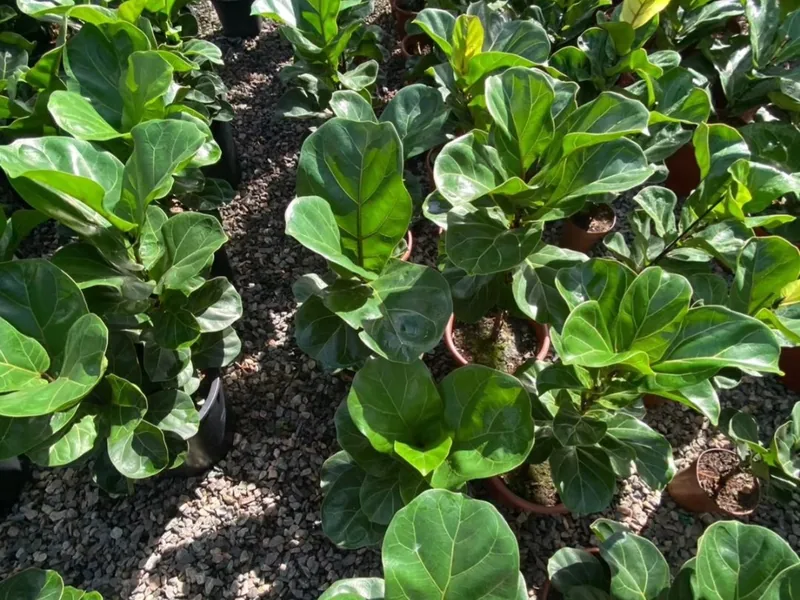 Ficus lyrata, a folha de violino, em vasos no viveiro