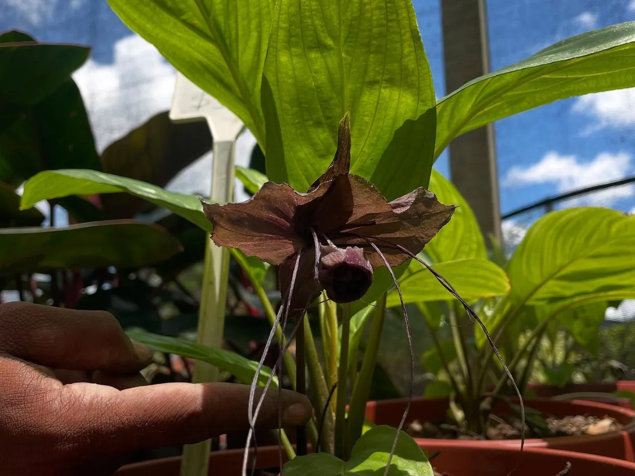 Tacca chantrieri, a flor-morcego, no viveiro da Quati