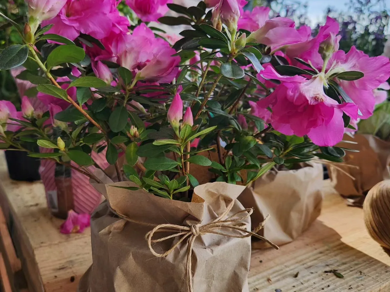 Flores embaladas em papel, prontas para entrega