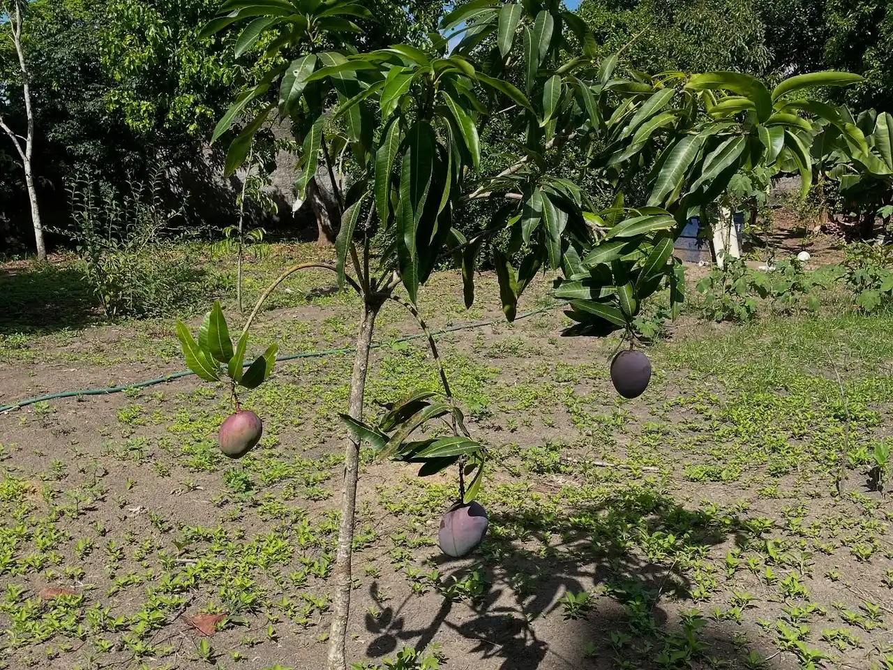 Árvores frutíferas plantadas em campo aberto