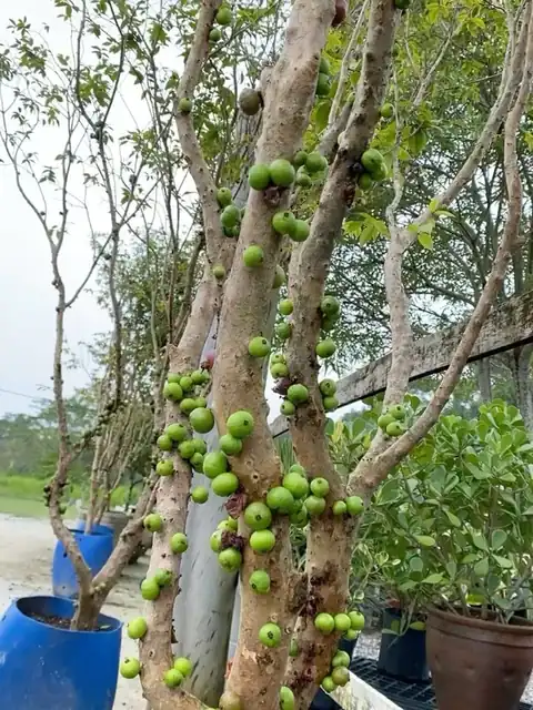 Jabuticabeira com frutos verdes crescendo no tronco
