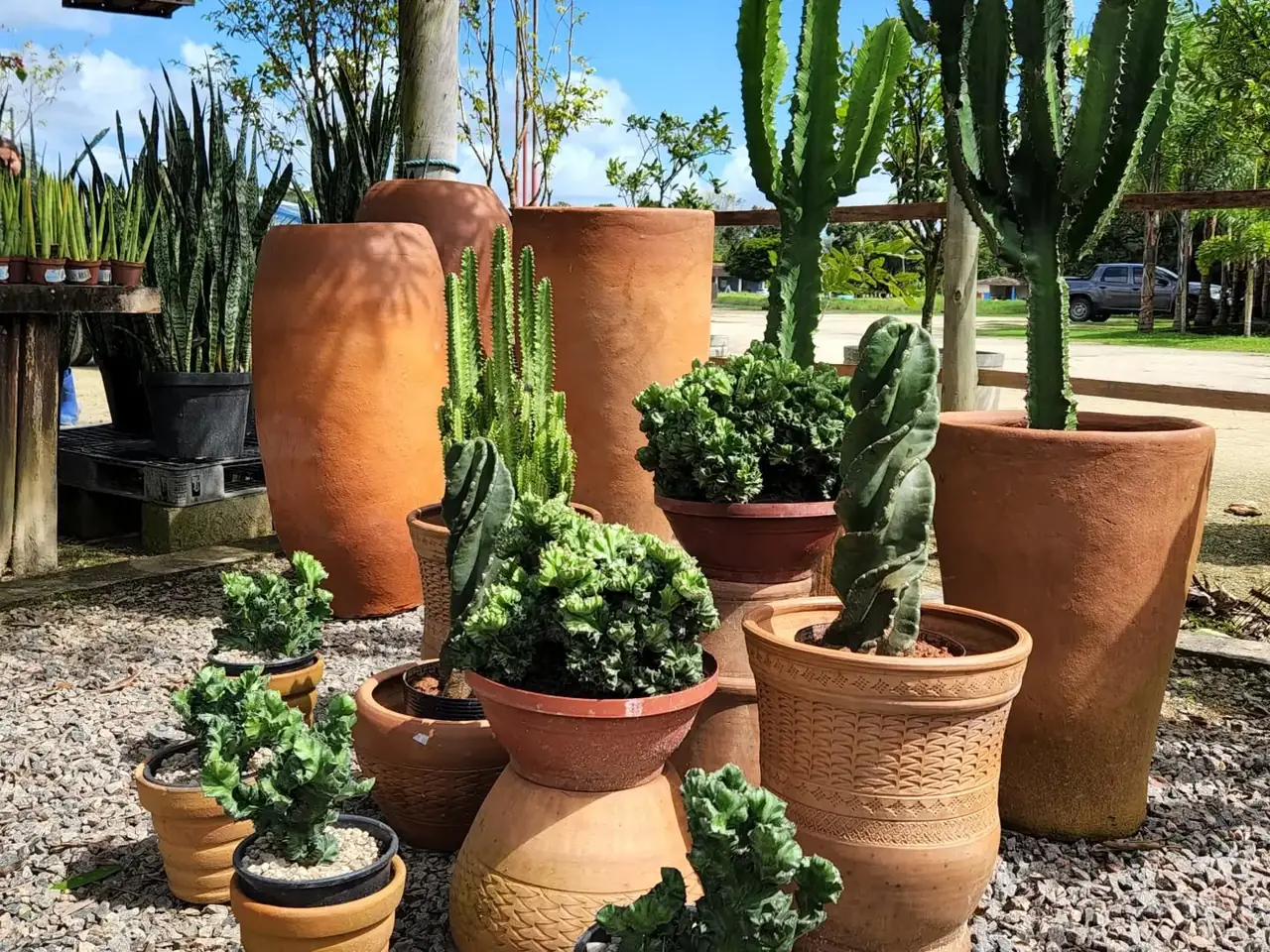 Jardim de cactos em vasos de barro sob o sol