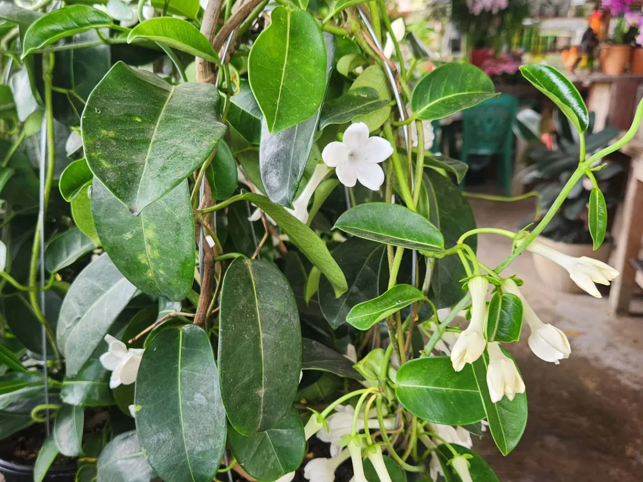 Jasmim de Madagascar, de flores brancas em forma de estrela