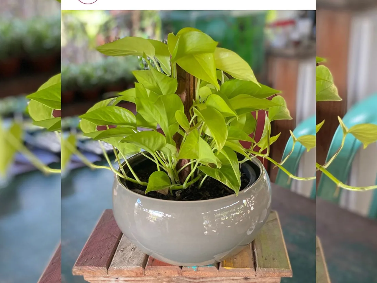 Jiboia de folhas verdes brilhantes, pendente