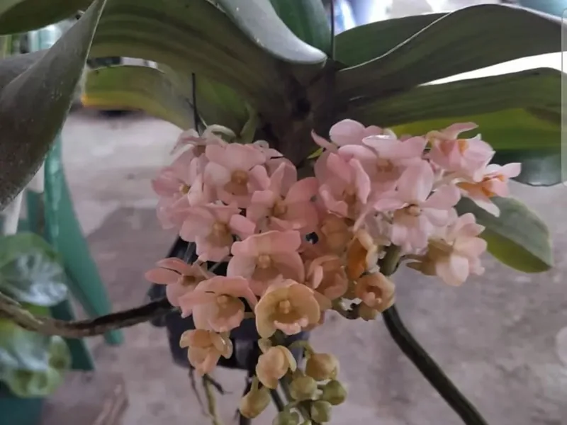 Louça e cachepôs azul e branco expostos na prateleira de madeira
