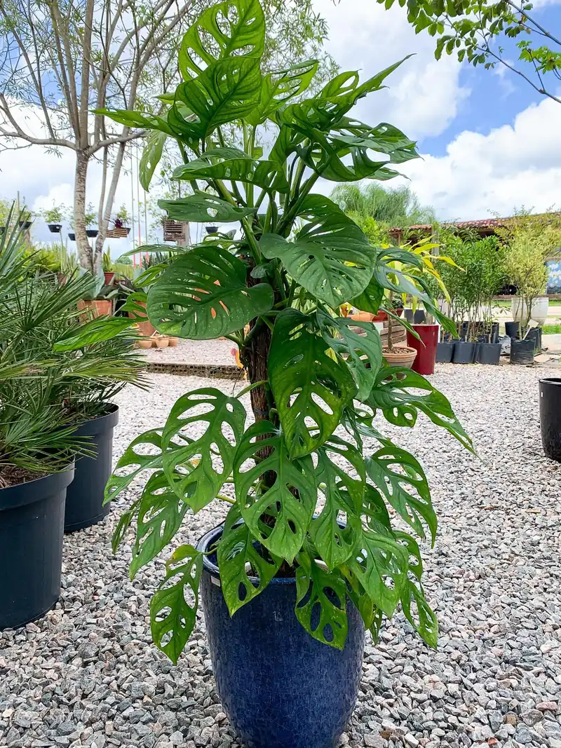 Monstera adansonii pendente, de folhas vazadas