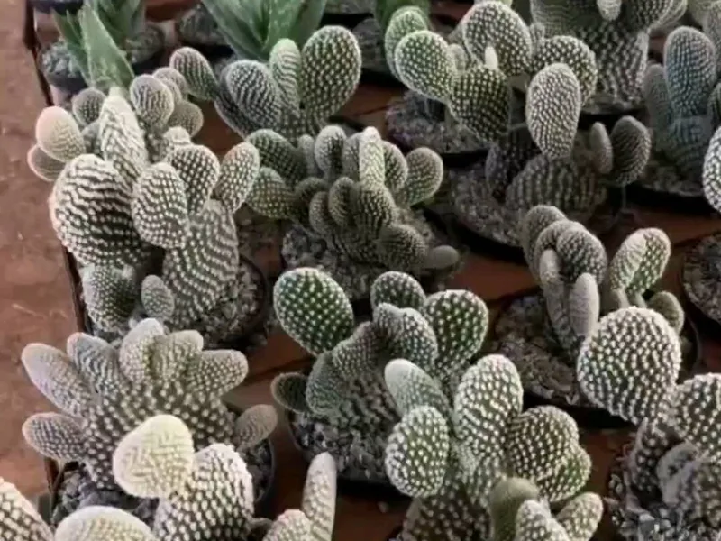 Cactos de palmas achatadas em bandeja no viveiro
