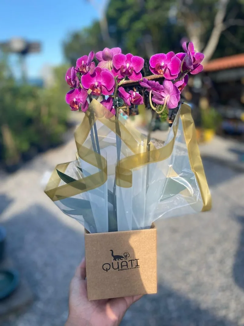 Orquídea embalada para presente com laço e caixa da Quati