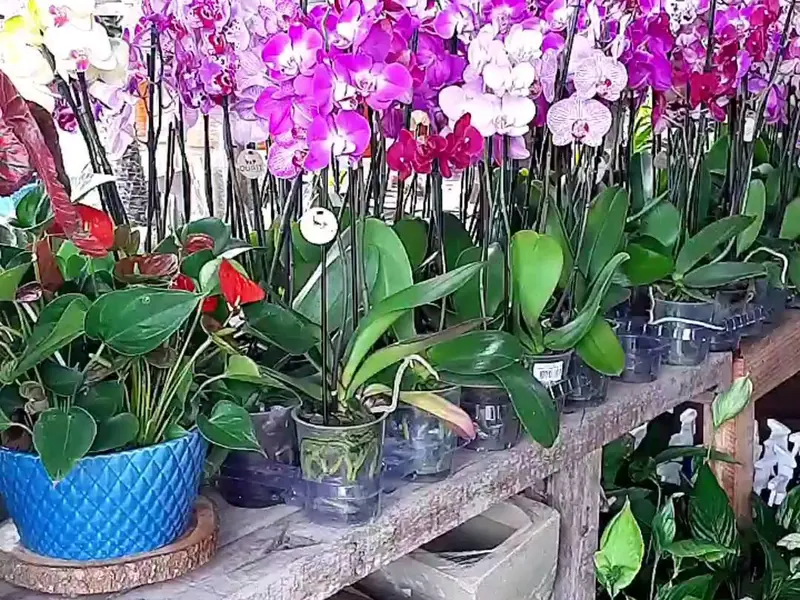 Mesa de orquídeas Phalaenopsis floridas em vários tons de rosa