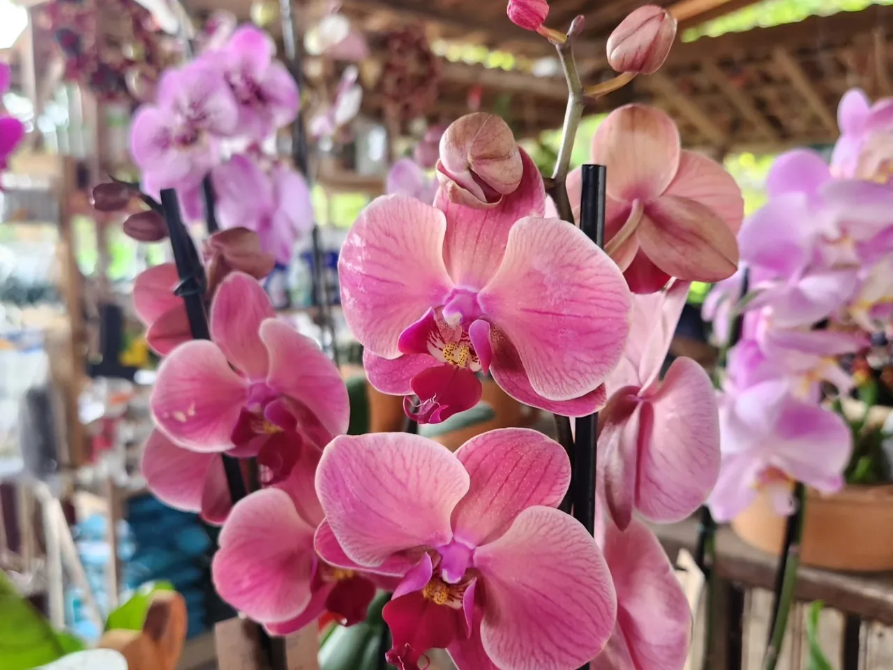 Orquídeas embaladas para entrega