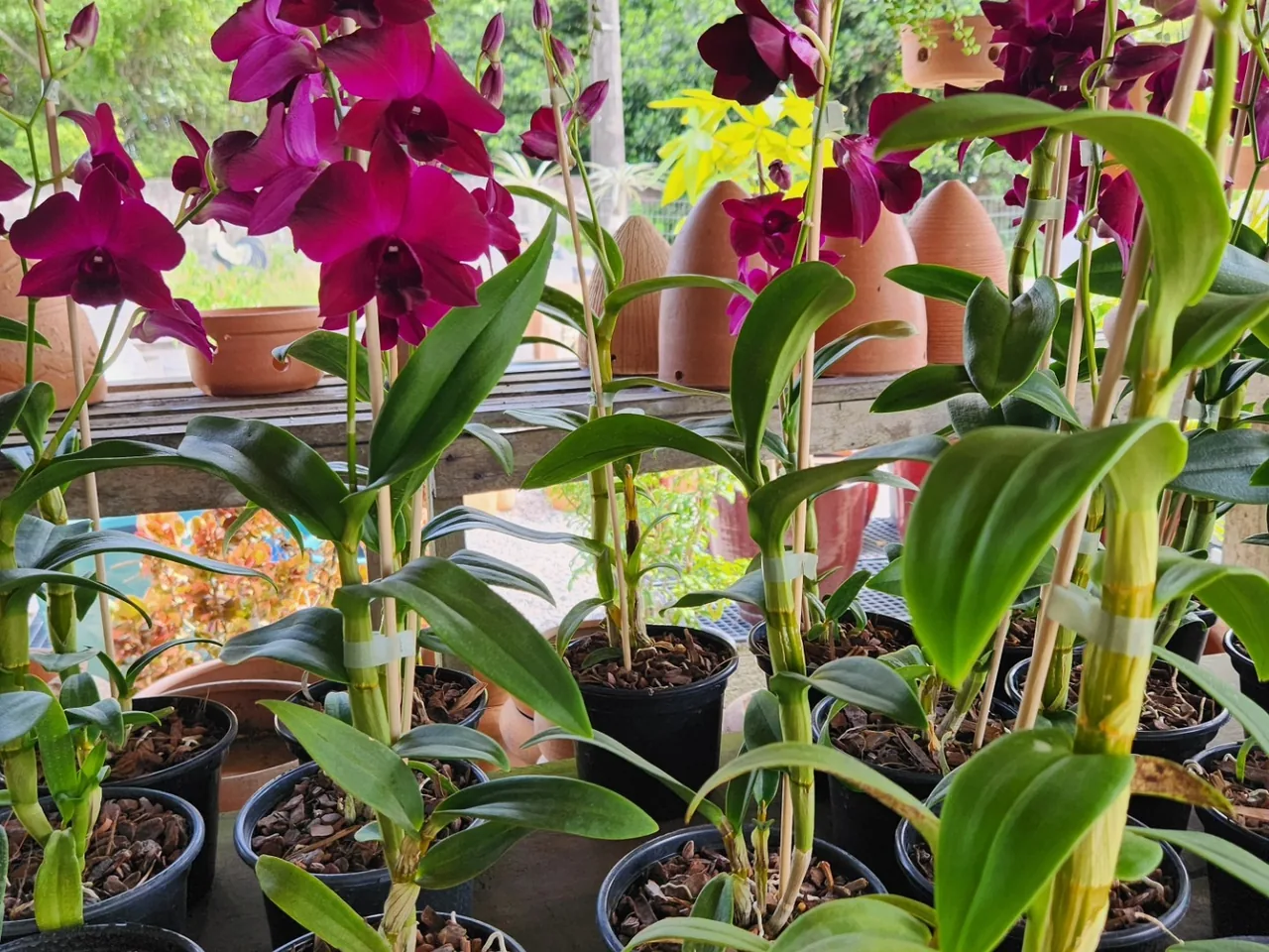 Prateleira de orquídeas floridas no viveiro