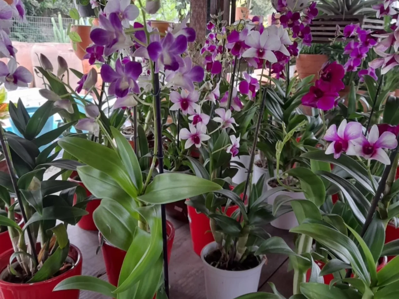 Orquídeas floridas em vasos no viveiro da Quati