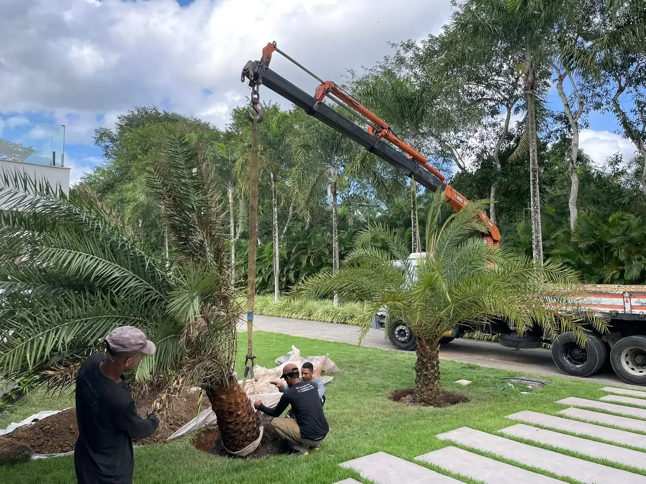 Caminhão munck içando palmeira adulta para plantio em jardim de residência, com a equipe da Quati posicionando o torrão