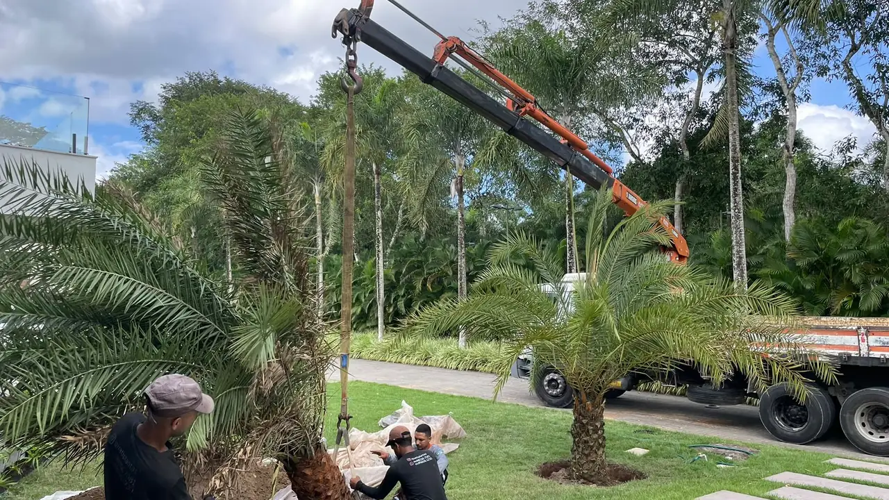 Caminhão munck da Quati Paisagismo plantando palmeira adulta em jardim de residência
