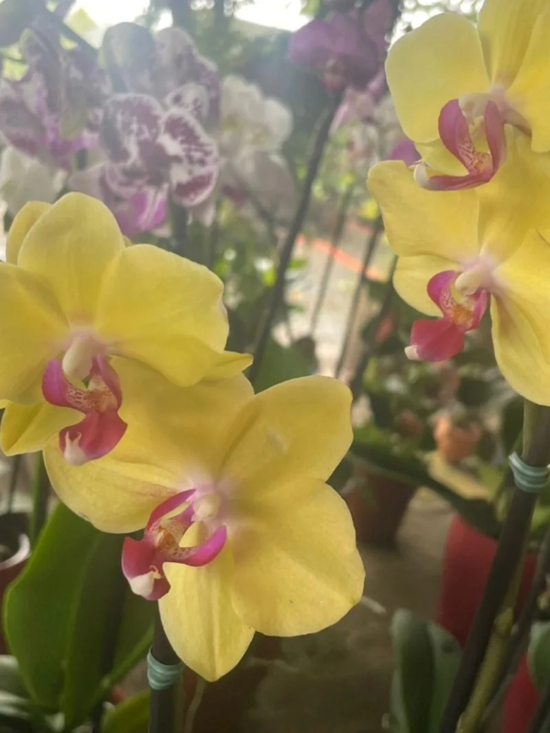 Orquídea Phalaenopsis amarela florida