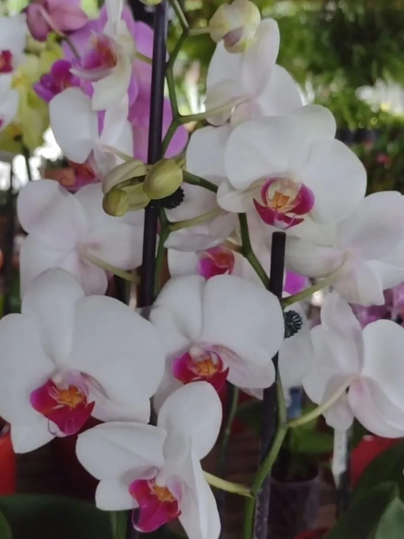 Orquídea Phalaenopsis branca com labelo rosa