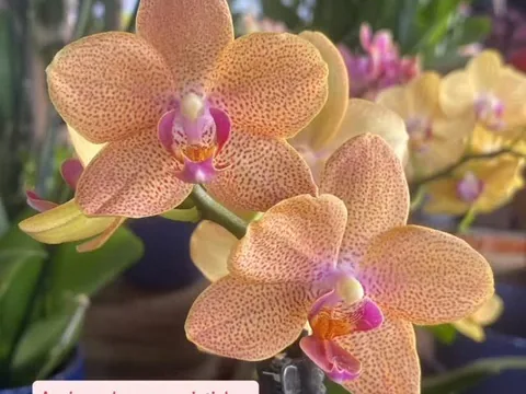 Orquídea Phalaenopsis cor de pêssego