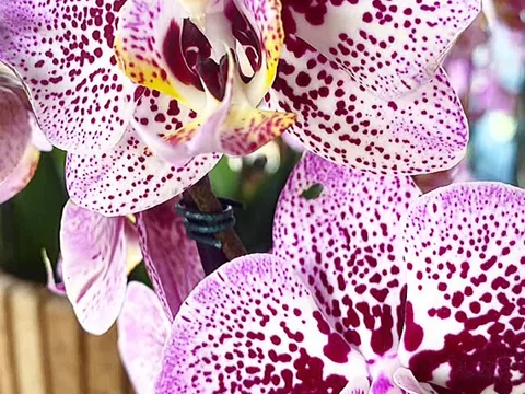 Orquídea Phalaenopsis branca com pintas vinho