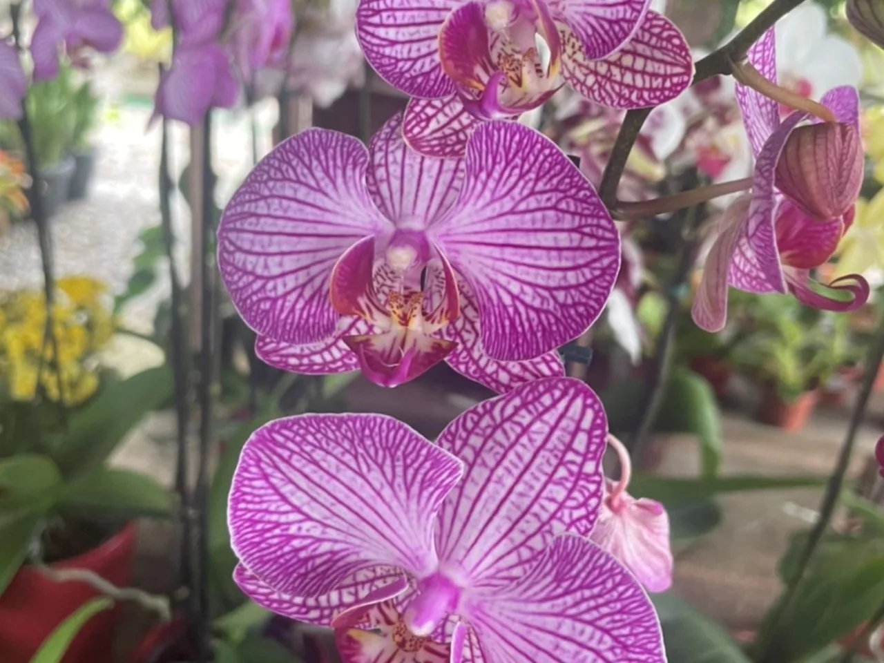 Flor de orquídea Phalaenopsis rosa com listras, em detalhe