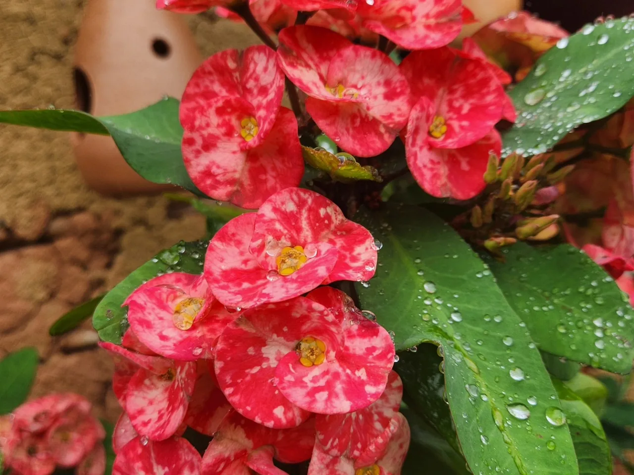 Variedade de flores coloridas no viveiro da Quati
