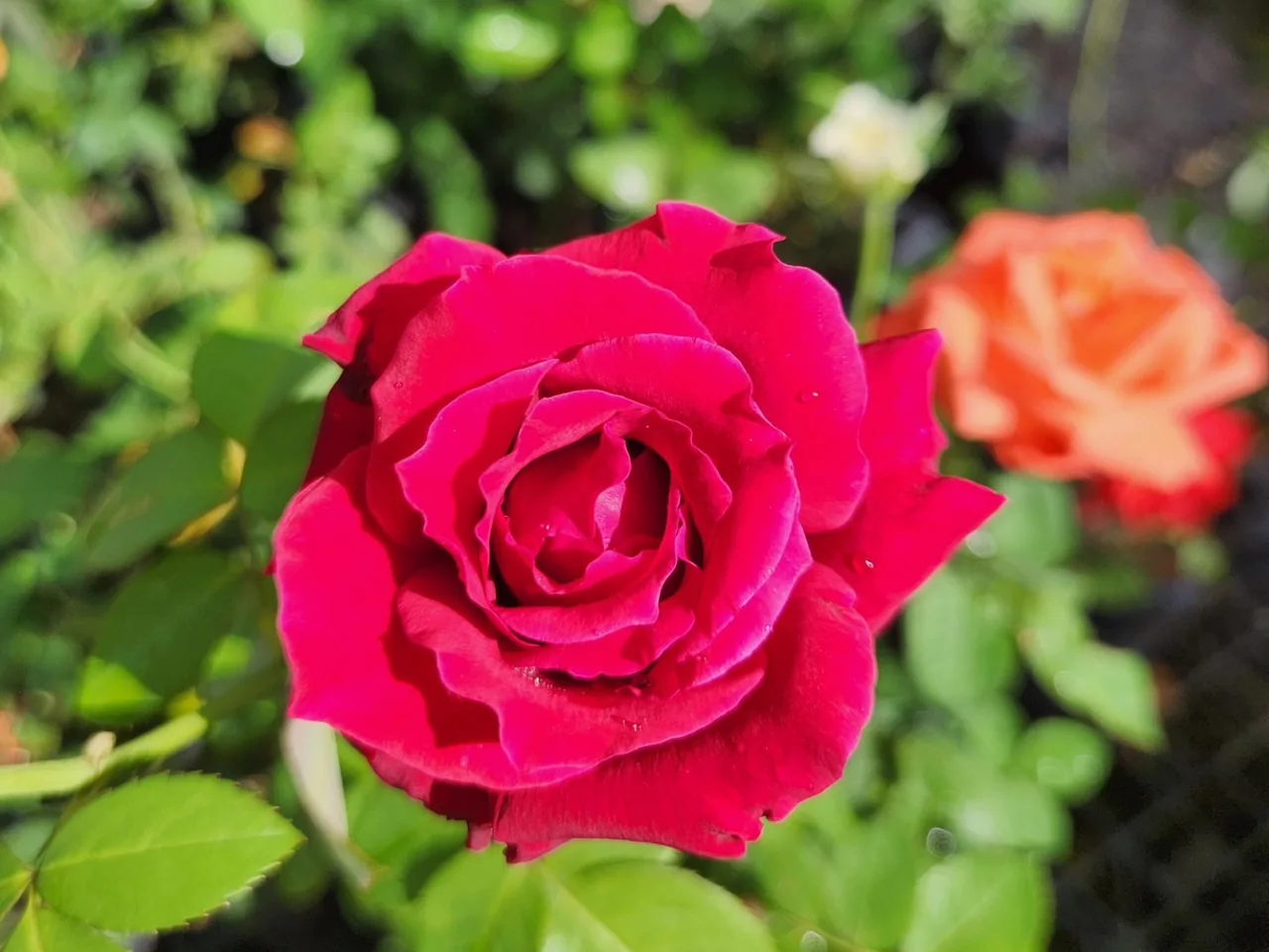 Roseira florida em vermelho vivo
