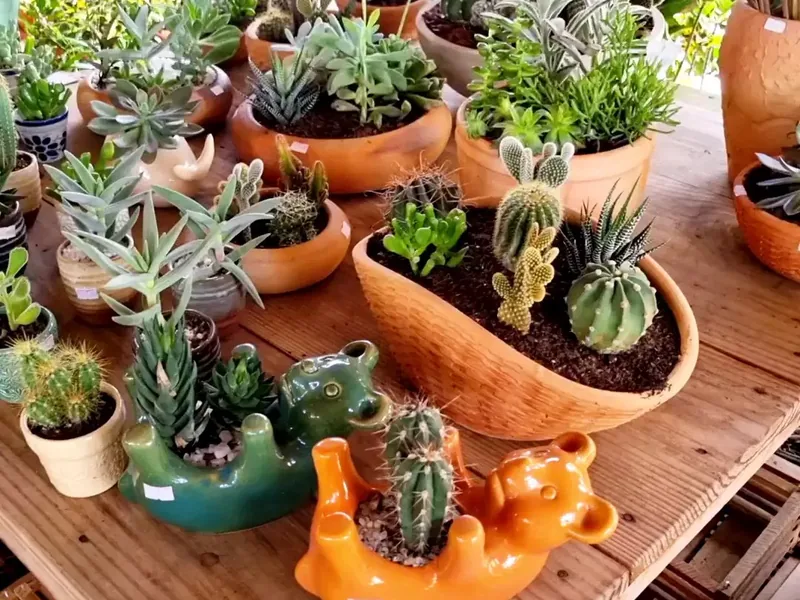 Suculentas pequenas plantadas em vasinhos de barro