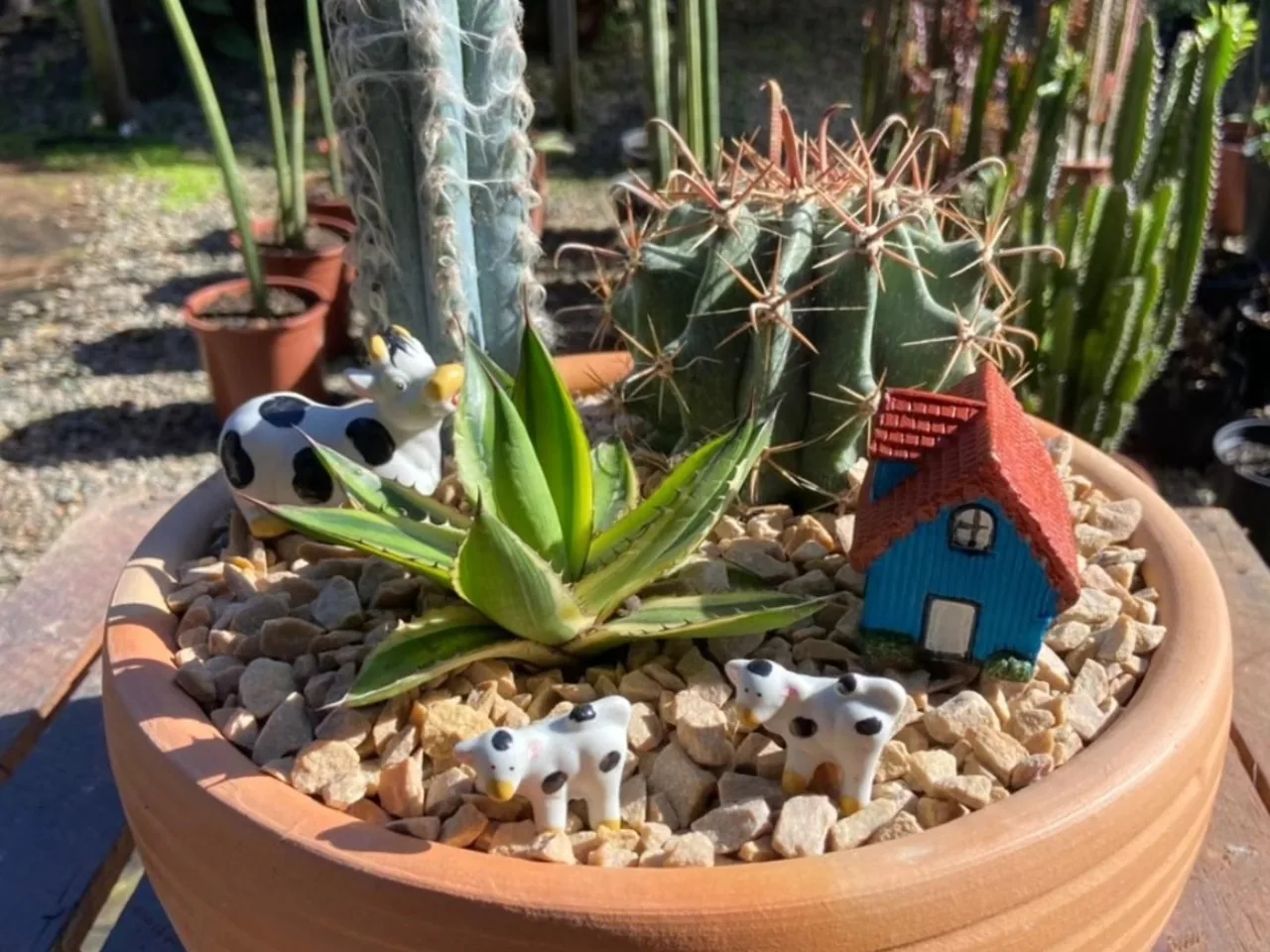 Terrário de cactos e suculentas em vaso de barro com casinha azul e vaquinhas
