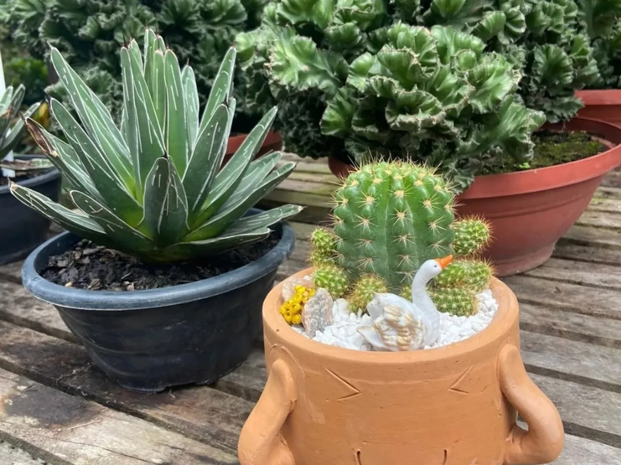 Terrários de cacto e suculenta montados em vidro