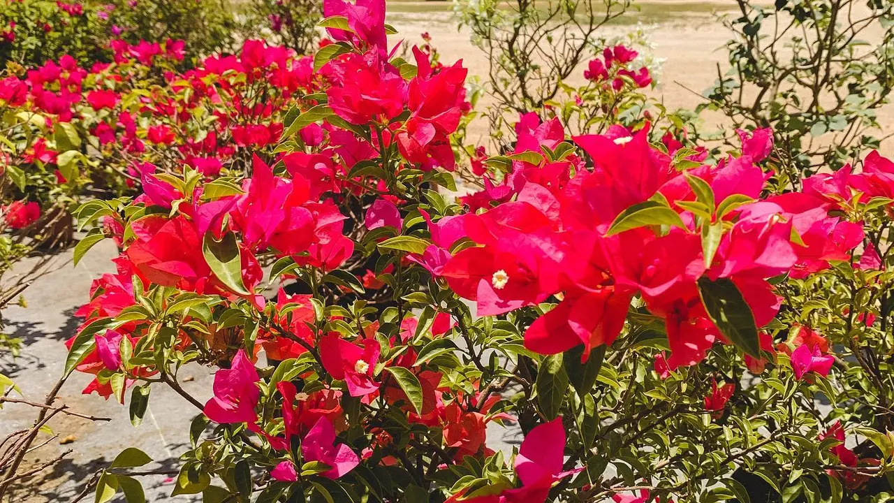 Bougainvillea florida em tom magenta forte