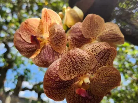 Orquídea Vanda de flores marrom-douradas com desenho quadriculado
