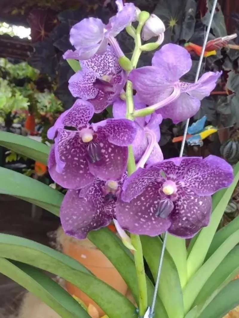 Orquídea Vanda roxa florida no viveiro da Quati