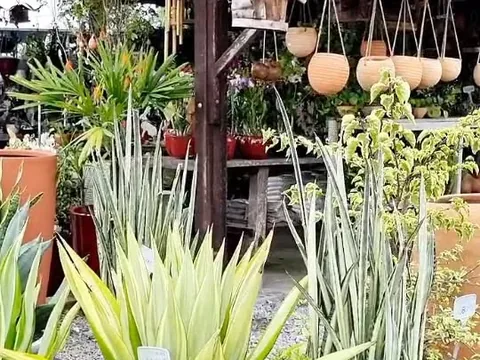 Vasos de barro plantados com cactos e suculentas